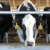 Dairy industry lobbies to save methane reduction program